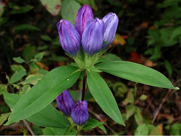 soap-wort gentian