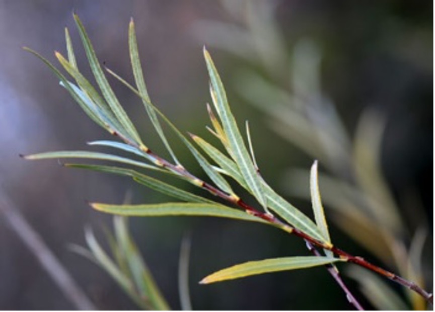 Salix Purshiana