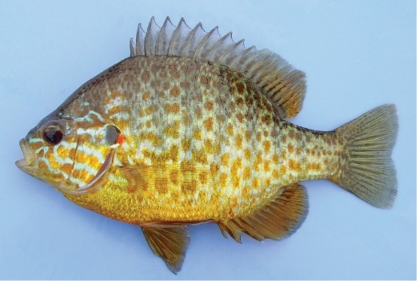 Sunfish
