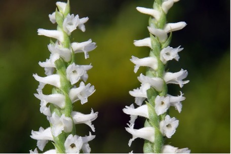 Neottia or ladies'-tresses